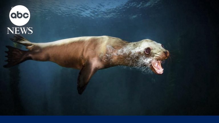‘Demonic’ sea lions have Californians concerned