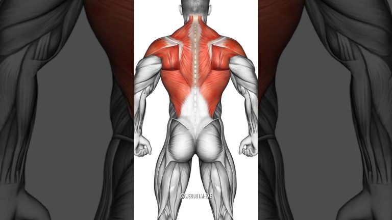 Back Workout At Gym – Best Exercises For Big Back ( WeGoGym ) #backworkout#backexcercise#fitness