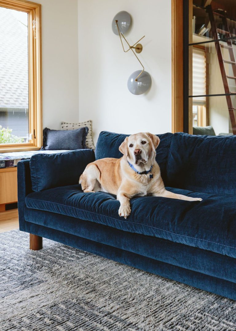 Pet Hair Problems? We Put 6 Gadgets To The Test To See Which Picks It Up The Best