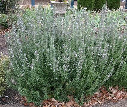 Fragrant Friday: Rosemary Essential Oil Profile Spotlight (Salvia rosemarinus/Rosmarinus officinalis) – Aromatic Wisdom Institute | Essential Oil Education | Aromatherapy Certification