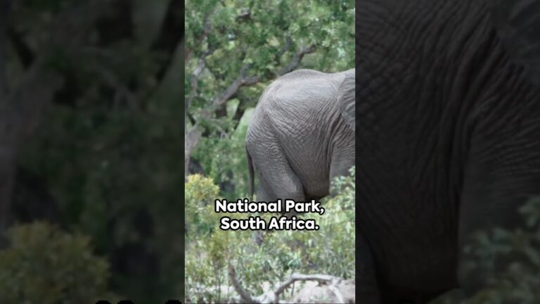 Top 5 Unforgettable Safari Locations #africa #safari #top5 #africansafari #big5