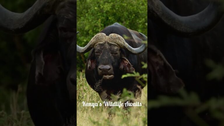 Kenya's Big Five Animals #discoverthewonder #facts #geographyforkids #adventureexploring