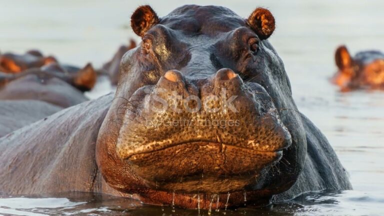 African Safari – Top Best African Destinations to Tour between July and December 2024