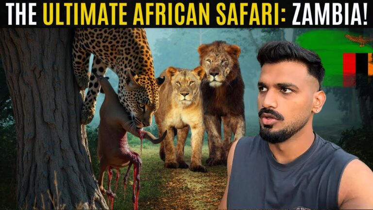 Zambia’s Wildest Safari & Jungle Life in Africa! 🇿🇲