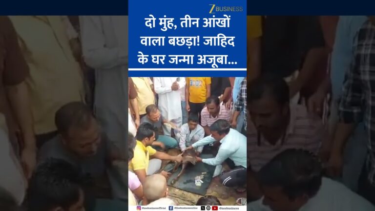 Rare Calf Shocks Village: Worshipped as a Divine Sign
