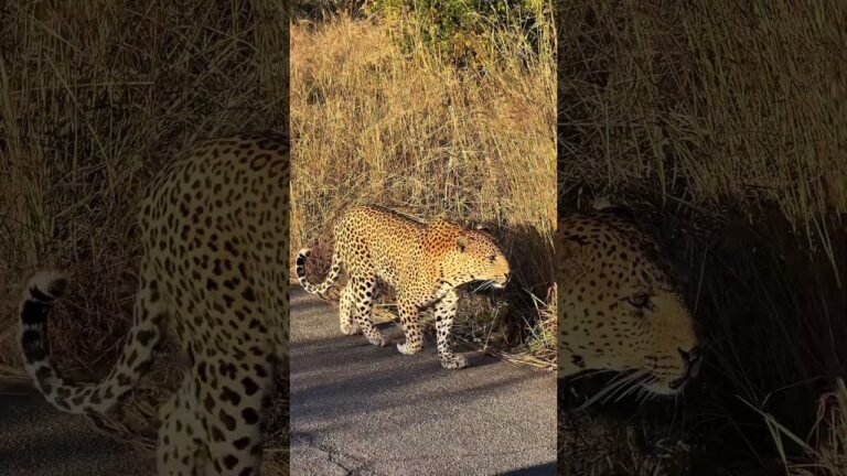 INCREDIBILE davvero il SAFARI in SUD AFRICA #safari #travel #sudafrica