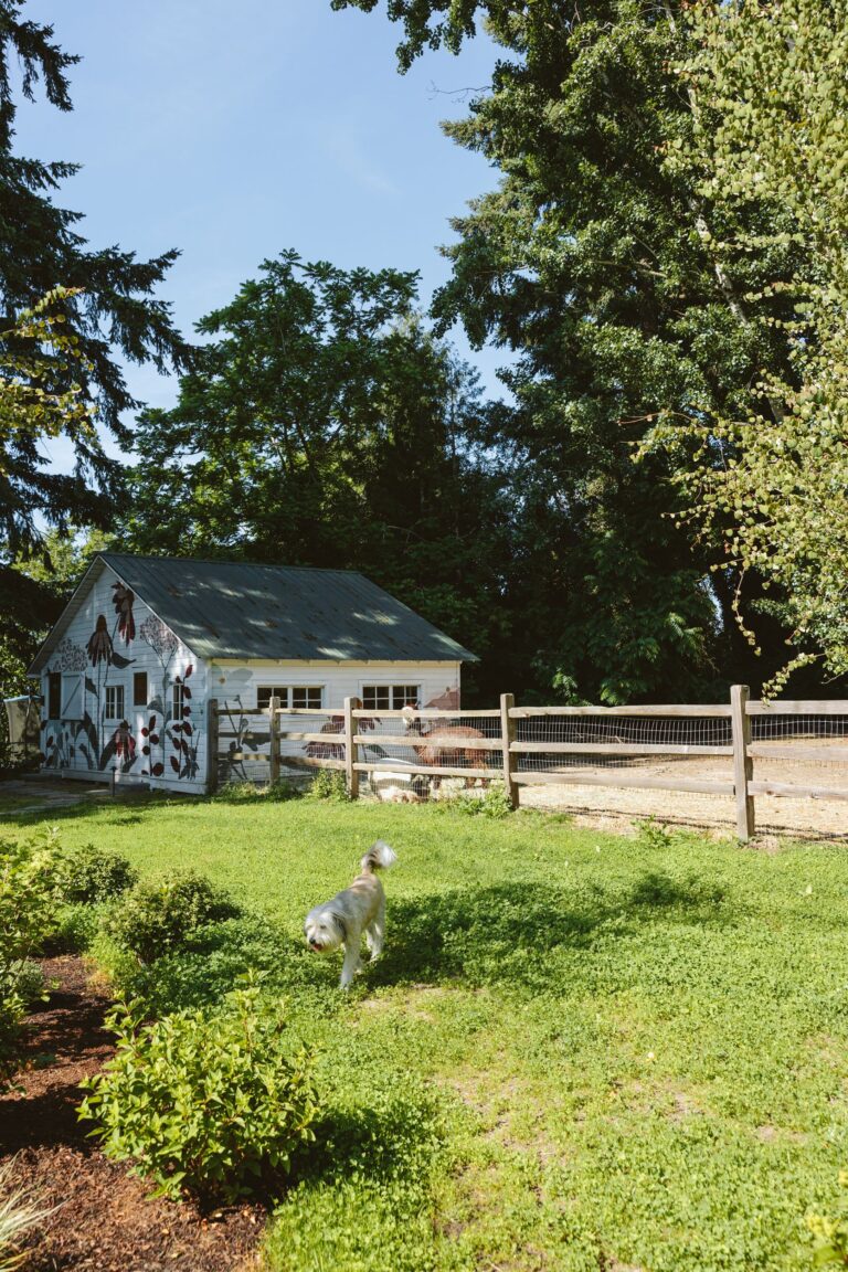 Why We Chose A Clover Lawn Instead Of Grass (This Time)