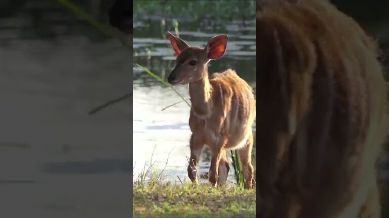 African Safari 4K Scenic Wildlife Film With African Music#shorts #safari Animal Attack #travel