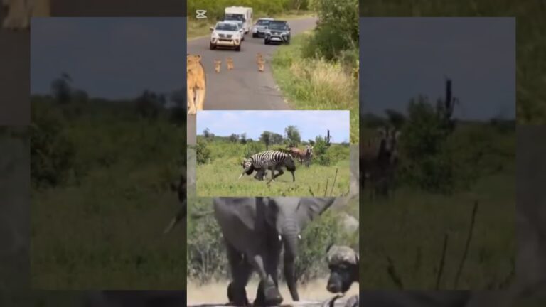 Kruger National Park Wildlife Safari| Incredible Big Five Animal Sightings | African Safari