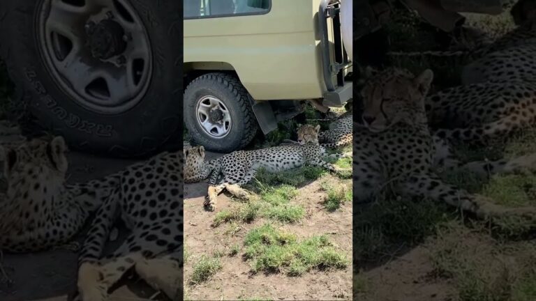 African Safari 4K – Scenic Wildlife Film With African Music #travel #shorts #safari #wildlife