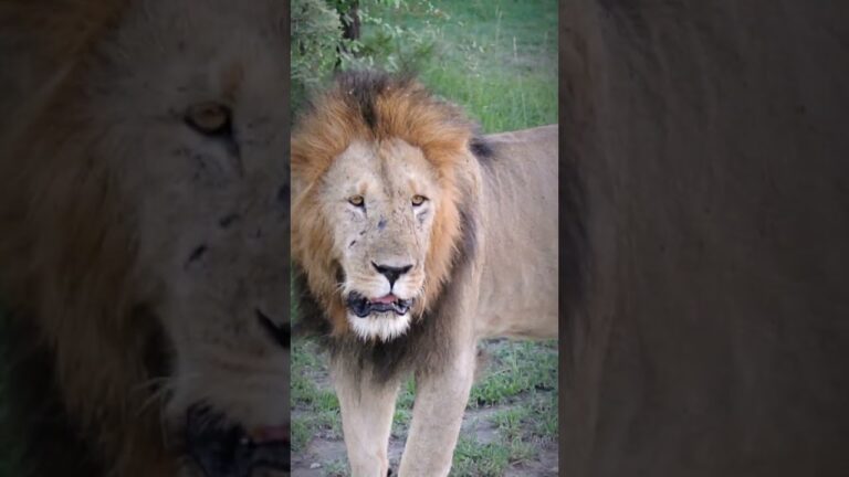 African Safari Wild Animals | Close-Up Lion Encounter | Scarface | Maasai Mara 🦁🌿🇰🇪