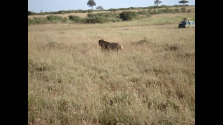 African Safari Adventure – Masai Mara!