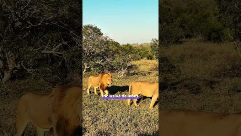 Melhor safári da áfrica do sul, como é o Cheetah Plains? #safari #viagem #africa #african #viajar