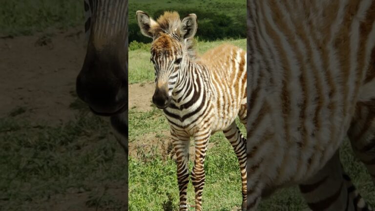 African Safari 4K – Amazing Wildlife of African Savanna | Scenic Relaxation Film