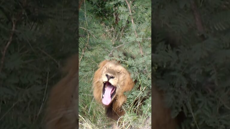 Lion Yawns  #4k #lion