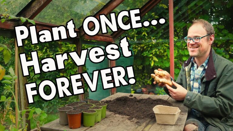 5 Must-Grow Perennial Vegetables: Harvest Year After Year… 👩‍🌾