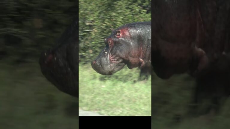 Hippo crossing the road #4k #african animals