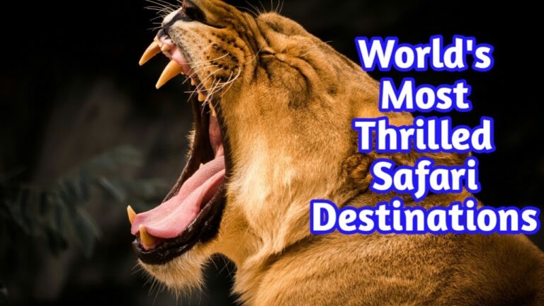 The Most Thrilling 6 Safari Destinations| Africa's Adventurous Tour
