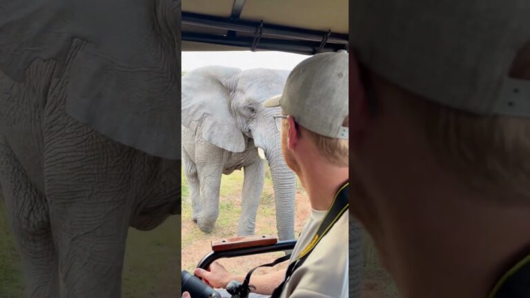 THIS happened on our African Safari #shorts #travel