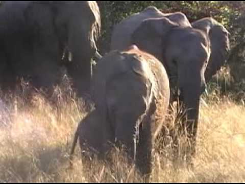 African Safari Adventure (Movie)