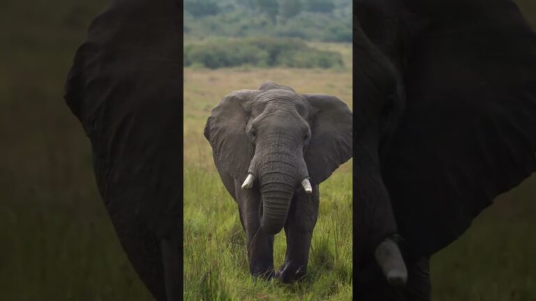 ASÍ ES UN DÍA DE SAFARI EN KENIA –  Lauvet #safari #africa #animalessueltos