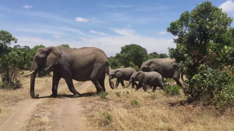 Best of Kenya Tanzania Safari Destinations – TDC Africa