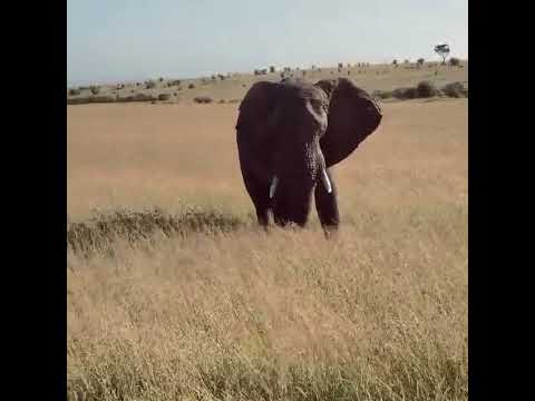 Elephants Paradise Masai Mara Memorable Safari Adventure  Lamara Tourism Big 5