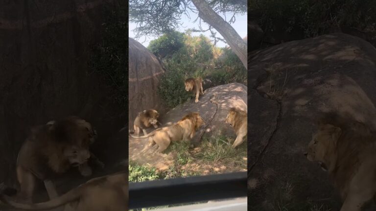 7 Saba Bora Male Lions Fighting | Serengeti National Park