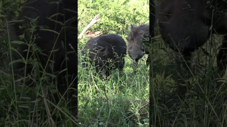 Warthogs in the bush  #4k #african animals