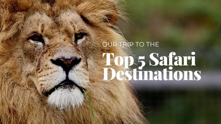Top 5 Safari Destinations