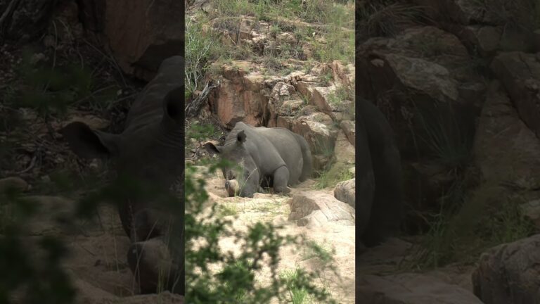 Spot the Rhino #4k  #african animals