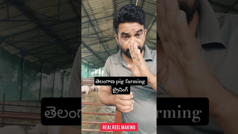 Pig farming business ideas/business help/siddipet pig business address/pig farm training/8099363434