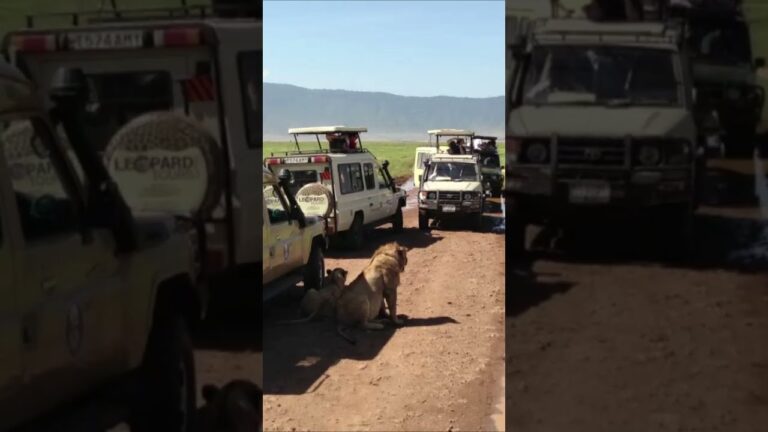 African Safari 4K-Scenic Wildlife Film With African Music#shorts #safari Animal Attack #vlog