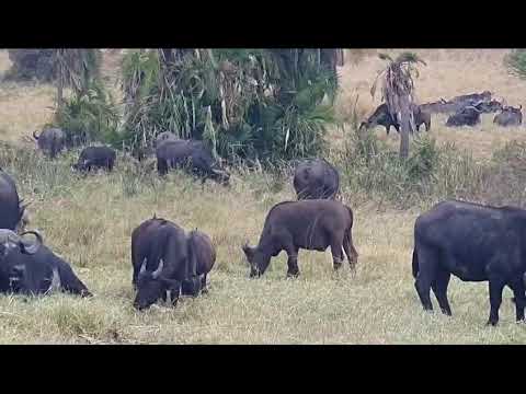 Kenya safaris with Destinations Kenya Safari.