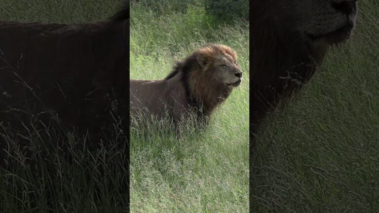 A Wow Moment!  #4k #lion #africa #nature