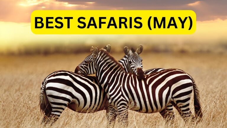 Best African Safari Destinations In May (2025)