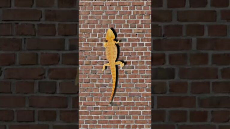 CAT GAMES – Catching Lizard Entertainment Video for Cats & kids to Watch #shorts #entertainment