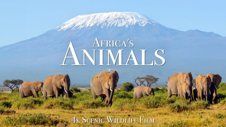 Africa's Animals 4K – Scenic Wildlife Film With Inspiring Music