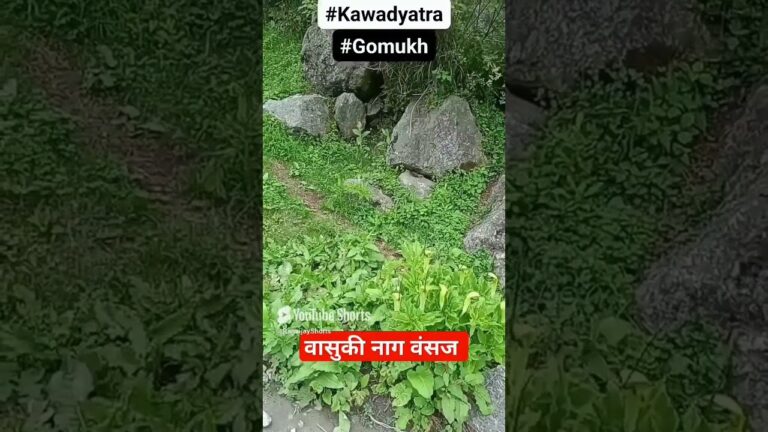 #trending #funny #shortvideo  #शिव #usatoday #india #snakeplant #subscribemychannel