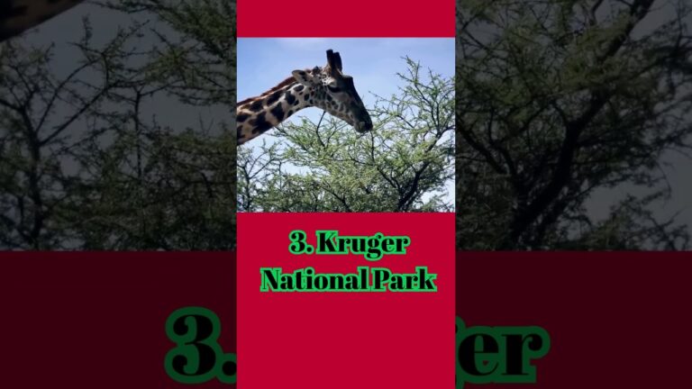 Top 5 Safari Destinations in Africa #tanzania #botswana #southafrica #namibia #kenya