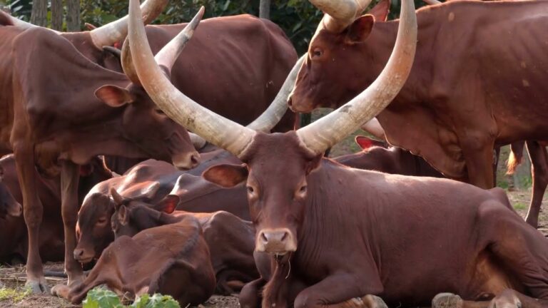 Tour Guanacaste – Africa Safari Adventure Park Day