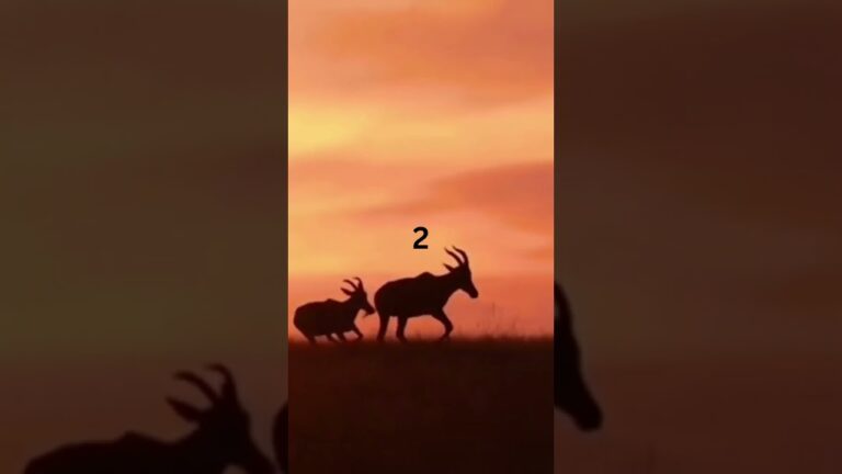 "Wild Encounters: Exploring the Best Wildlife Safari Destinations" #top5 #shorts #top5countries