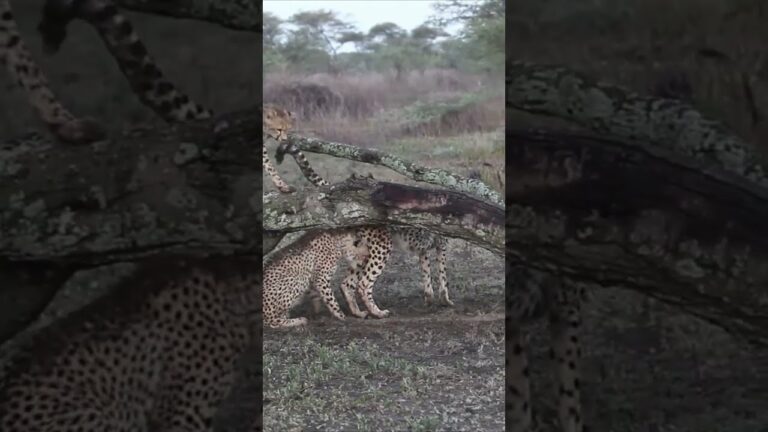 African Safari 4K Scenic Wildlife Film With African Music#shorts #safari Animal Attack #travel