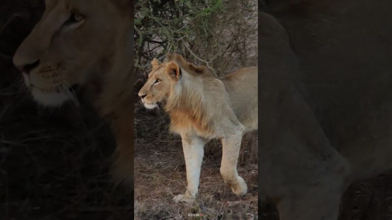 African Safari 4K – Scenic Wildlife Film With Natural sounds