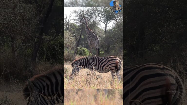 Zebra & Giraffe Feast Together #wildlife #africa #animals #explore #giraffe #hunting #nature #peace