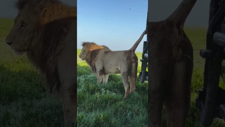 Unforgettable Safari Encounter: Lioness Peeing on My Jeep | Wild African Adventure #lion #safari