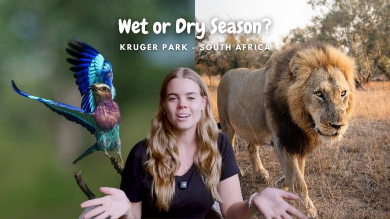 When is the Best Time to Go on Safari? (South Africa)