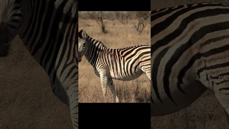 Wounded Zebra #4k#game #escape