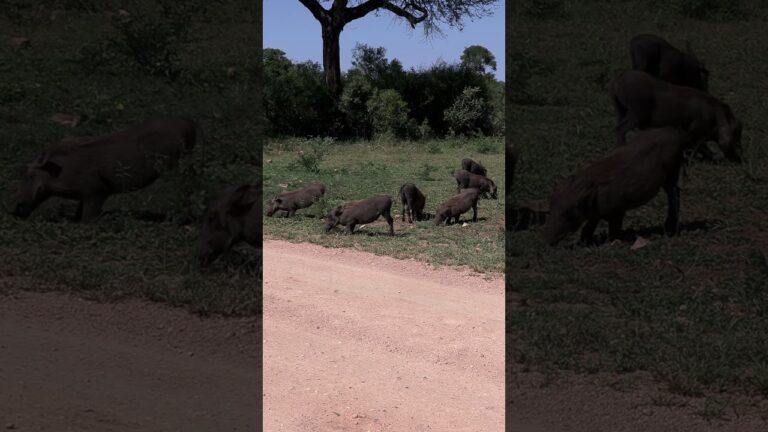 Warthog family grazing peacefully #4k #african animals