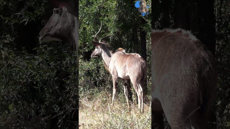 Kudu’s Mealtime Bush Struggle  #wildlife #nature #africa #animals #kudu #explore #horns #hunting